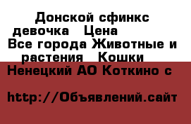 Донской сфинкс девочка › Цена ­ 15 000 - Все города Животные и растения » Кошки   . Ненецкий АО,Коткино с.